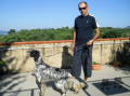 Setter Anglais SAMNITICUS UNO Setter Anglais SAMNITICUS UNO